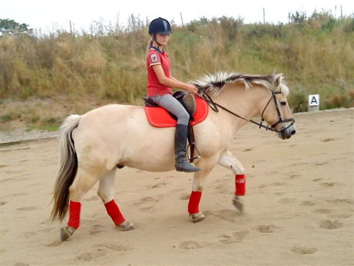 Fjordhest  l Bamse :*  <3 *SOLGT* D: - MIg og Bamse rider igen. og siger tak for kigget xD - elsker dig allerede!  billede 20