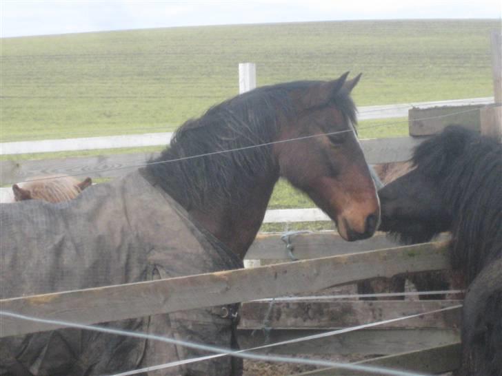 DSP Kahsmir SOLGT billede 6