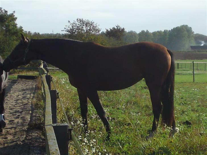 Oldenborg Filippa "Himmelhest" billede 10