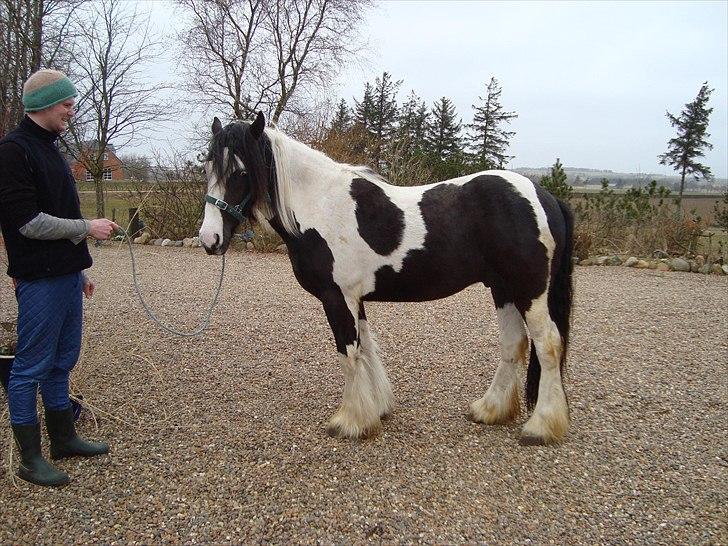 Irish Cob Viggo Hiiri Solgt. - CA. 1. APRIL 2011 billede 18