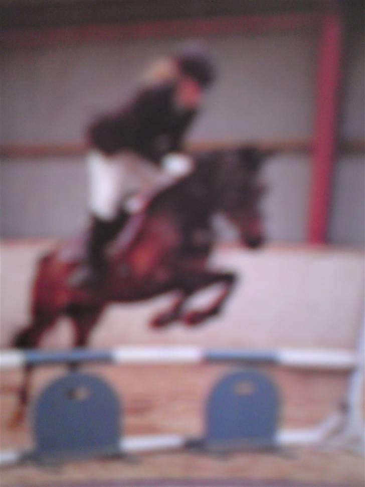 Anden særlig race ringo billede 6