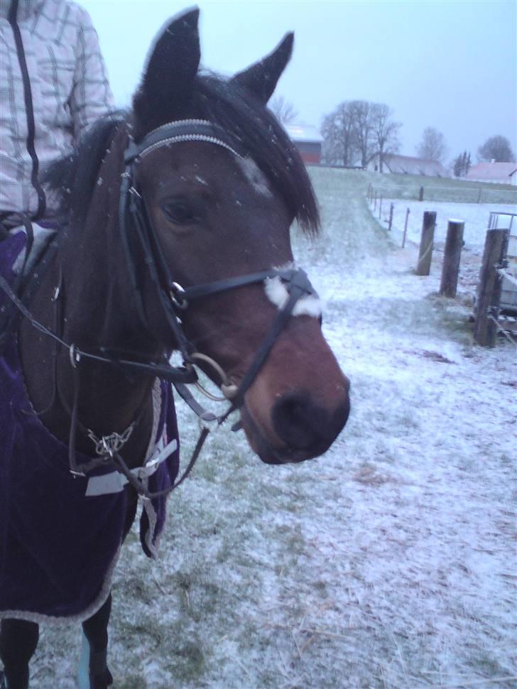 Anden særlig race ringo billede 7