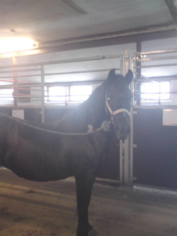 Anden særlig race Bobo (Rider) - Ååårh er hun ikk dejlig<3 billede 1