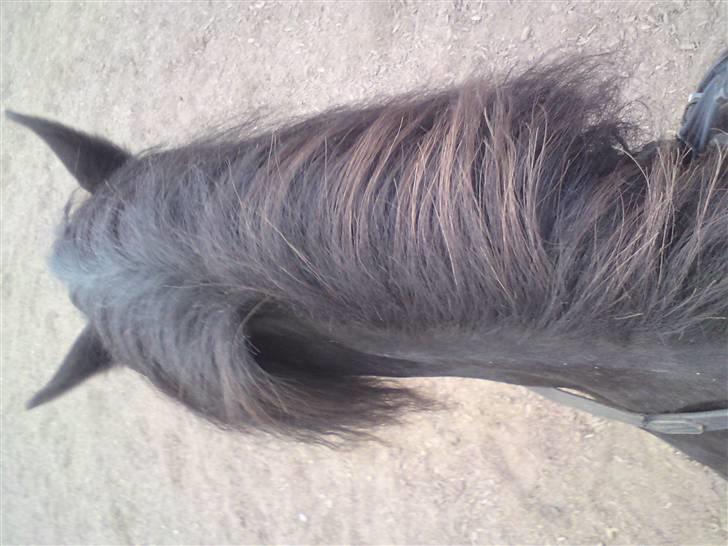 Anden særlig race Bobo (Rider) - dejlige Bobo ope fra mens hun faktisk går til bidet som man ikk kan se<3 billede 3