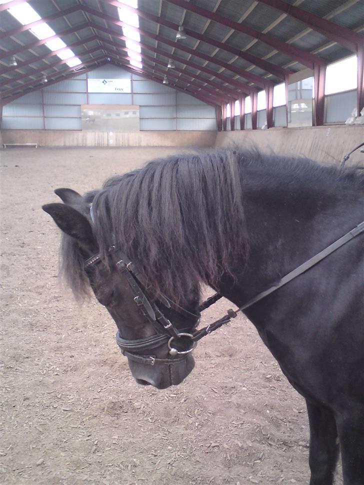 Anden særlig race Bobo (Rider) - Bobo nu har jeg redet dig i 2år og skal snart til at ride på HEST ;S billede 4