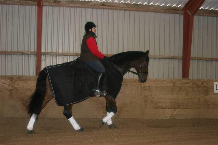Dansk Varmblod Fairy Tale ( Big Baby ) - Vi varmer op i hallen, det er hundekoldt..  billede 10
