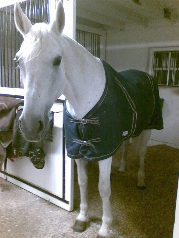 Svensk Varmblod Ellendorotea ( Elle ) - Elle står altid sådan lidt ude på staldgangen, så hun kan følge med i hvad der sker.. billede 6