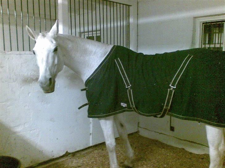 Svensk Varmblod Ellendorotea ( Elle ) billede 7