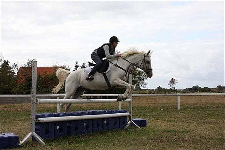 Arabisk fuldblod (OX) Epana | ox 2389 | - #4 Træning <3 90 <3 billede 4