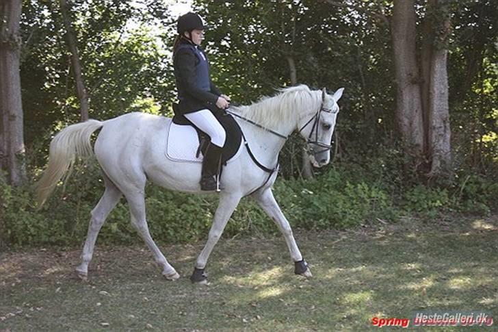 Arabisk fuldblod (OX) Epana | ox 2389 | - #11 opvarmning MLR billede 11