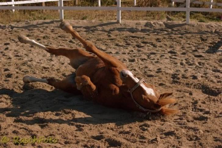 Anden særlig race WhiteSocks - Rulle (-: 
Foto: Rasch (-: billede 4