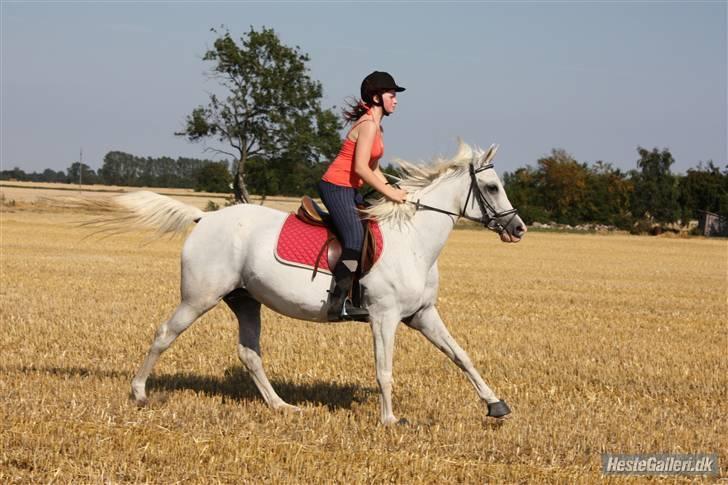 Arabisk fuldblod (OX) Epana | ox 2389 | - #13 wee galop <3 billede 13