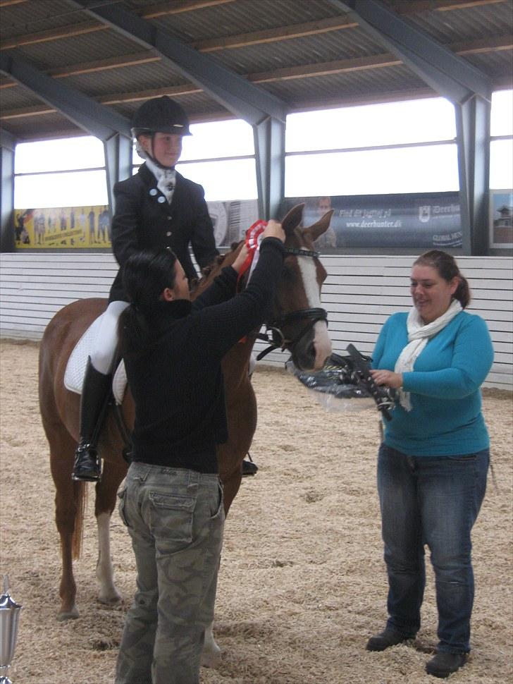 Welsh Pony (sec B)  Molenhorn´S Amaretto B-PONY [Tidl. hest] - Til præmieoverrakelse til Klubmesterskab her får vi overrakt vores præmie<3 d. 11/9 2010 Fotograf: Mor billede 1