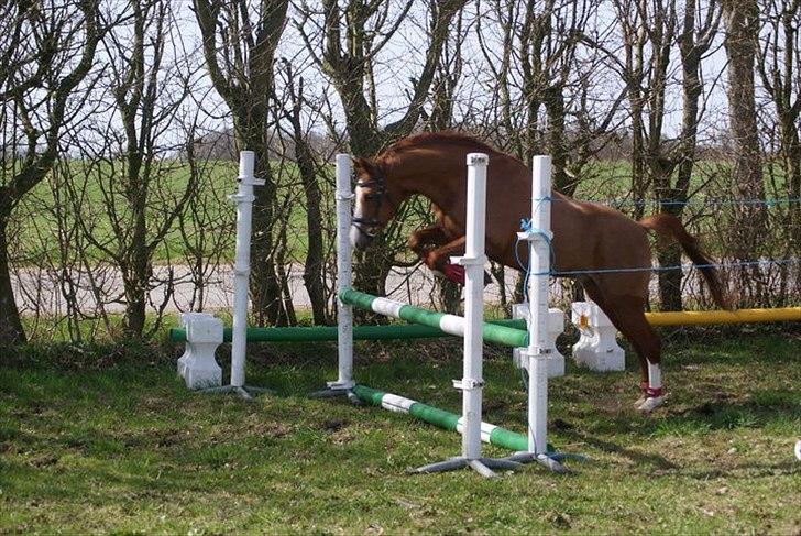 Welsh Pony (sec B)  Molenhorn´S Amaretto B-PONY [Tidl. hest] - Løs springning med Amaretto på RISK han var rigtig god til det:D D. 10/4 2011 Fotograf: Simone Henning billede 2