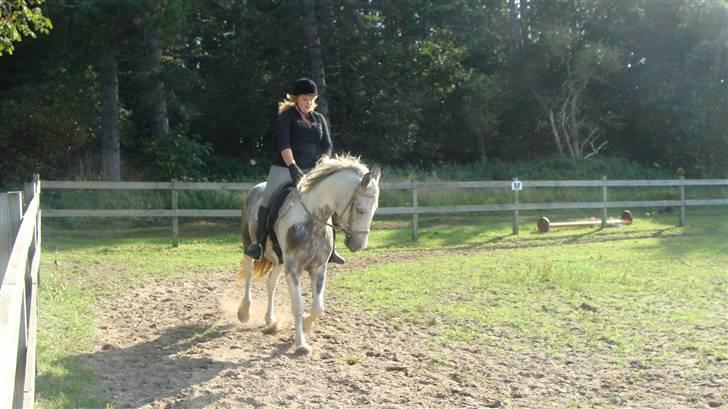 Anden særlig race Kousgaarden's Kimmi SOLGT billede 4
