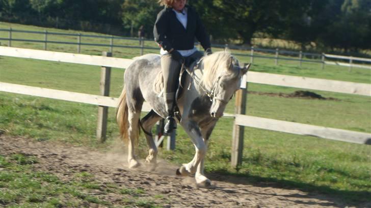 Anden særlig race Kousgaarden's Kimmi SOLGT billede 6