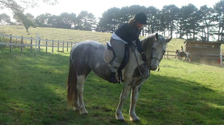 Anden særlig race Kousgaarden's Kimmi SOLGT billede 7