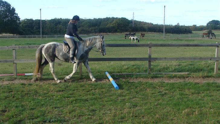 Anden særlig race Kousgaarden's Kimmi SOLGT billede 8