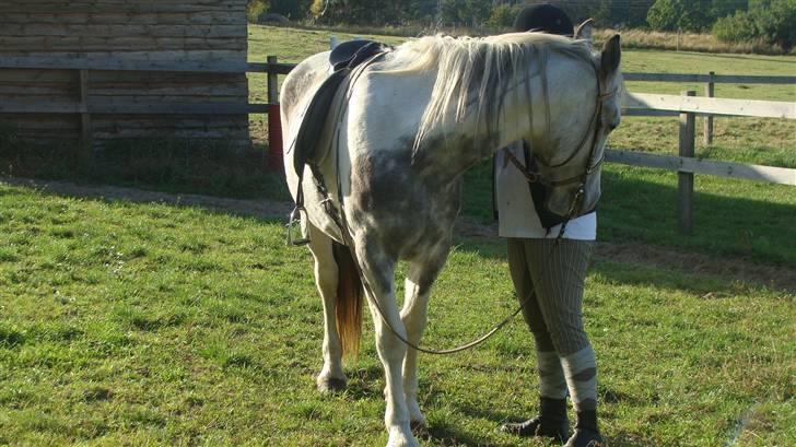 Anden særlig race Kousgaarden's Kimmi SOLGT billede 9