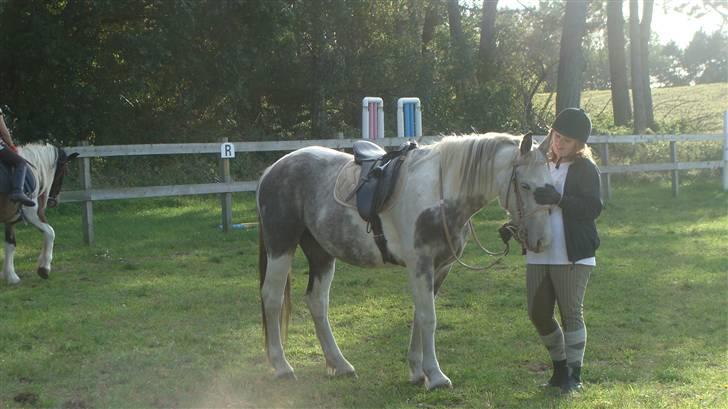 Anden særlig race Kousgaarden's Kimmi SOLGT billede 10