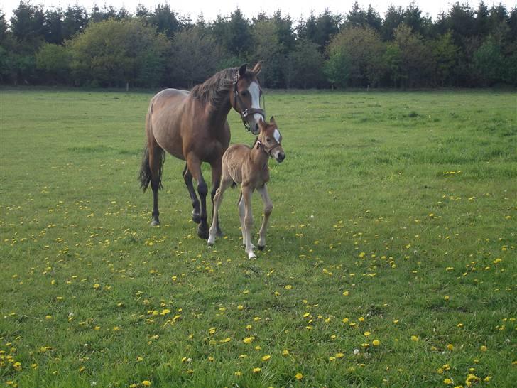Anden særlig race Golden Star - første dag på marken:) billede 25