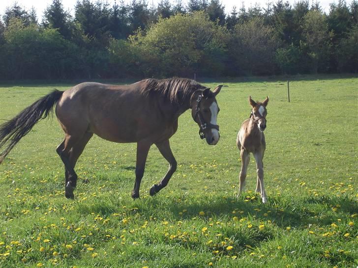 Anden særlig race Golden Star - første dag på marken:) billede 21