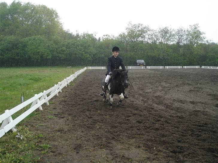 Shetlænder Sofus - Mig og Sofus skat er til stævne i kragelund<3 billede 19