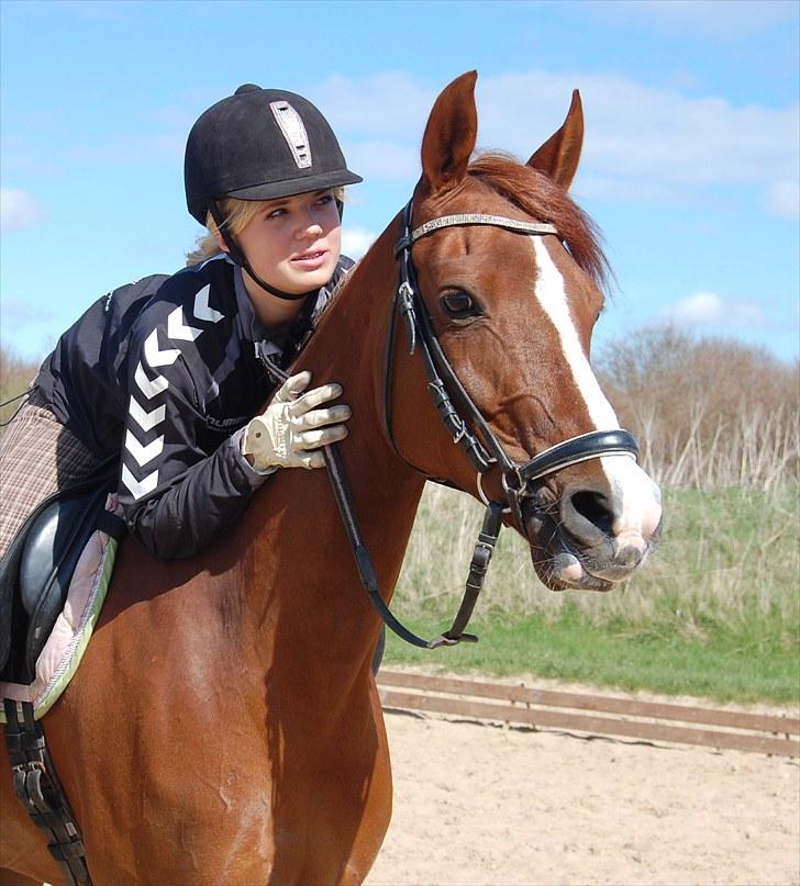 Hollandsk Sportspony Charléne of the fairplay - 2010 billede 2