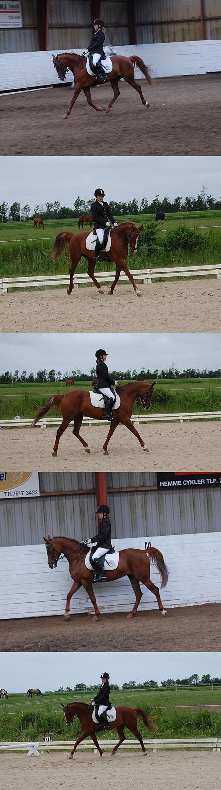 Hollandsk Sportspony Charléne of the fairplay - La1 2010 billede 4