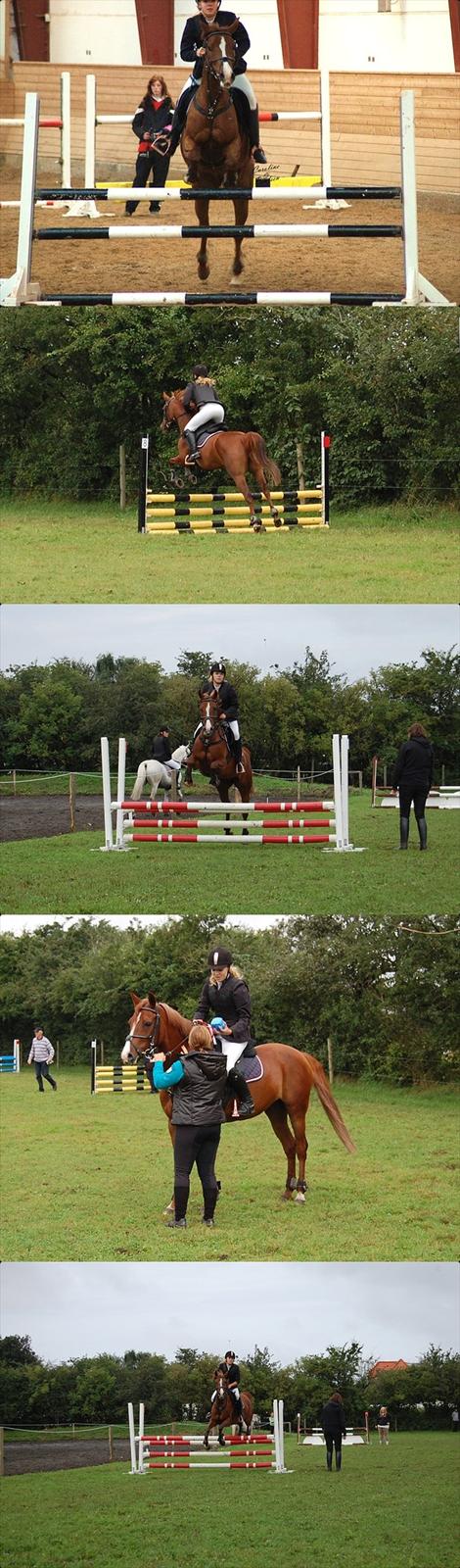 Hollandsk Sportspony Charléne of the fairplay - Lc-Lb-La 2010 billede 6