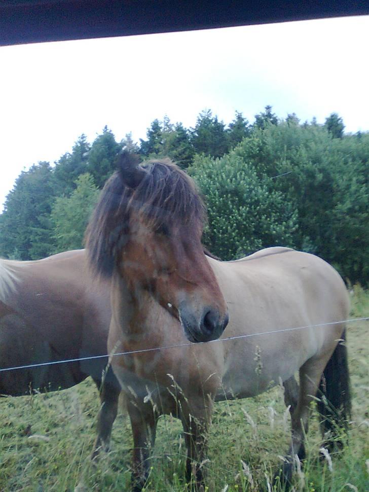 Islænder Rimfaxi billede 19