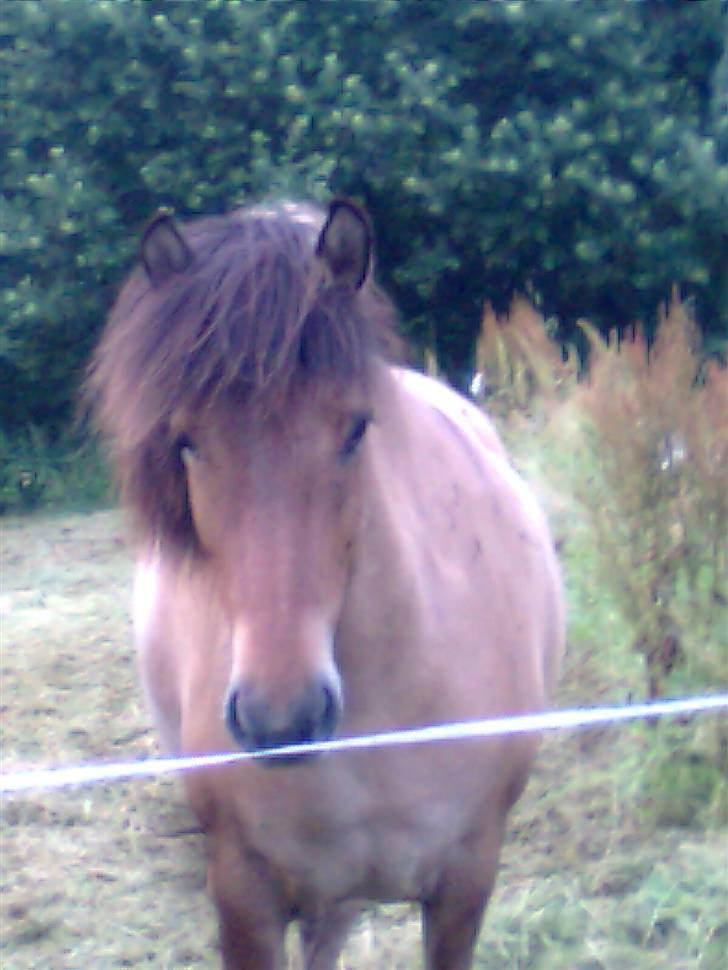 Islænder Rimfaxi billede 20