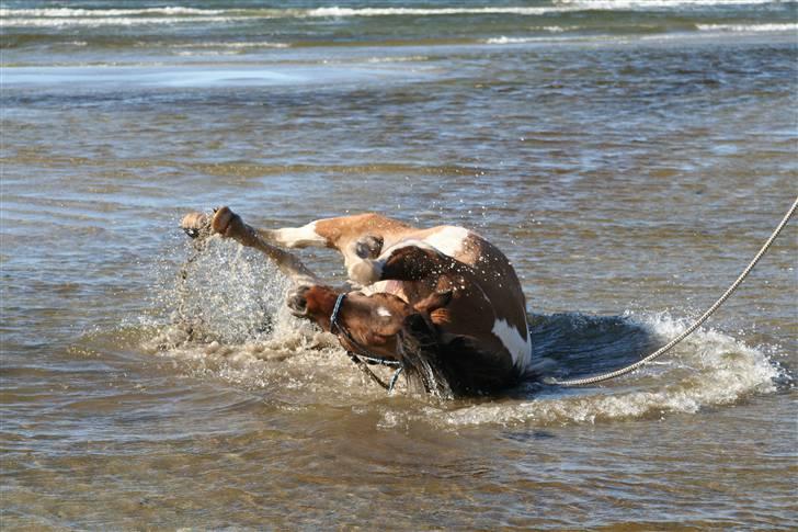 Anden særlig race  Palitte  SOLGT billede 1