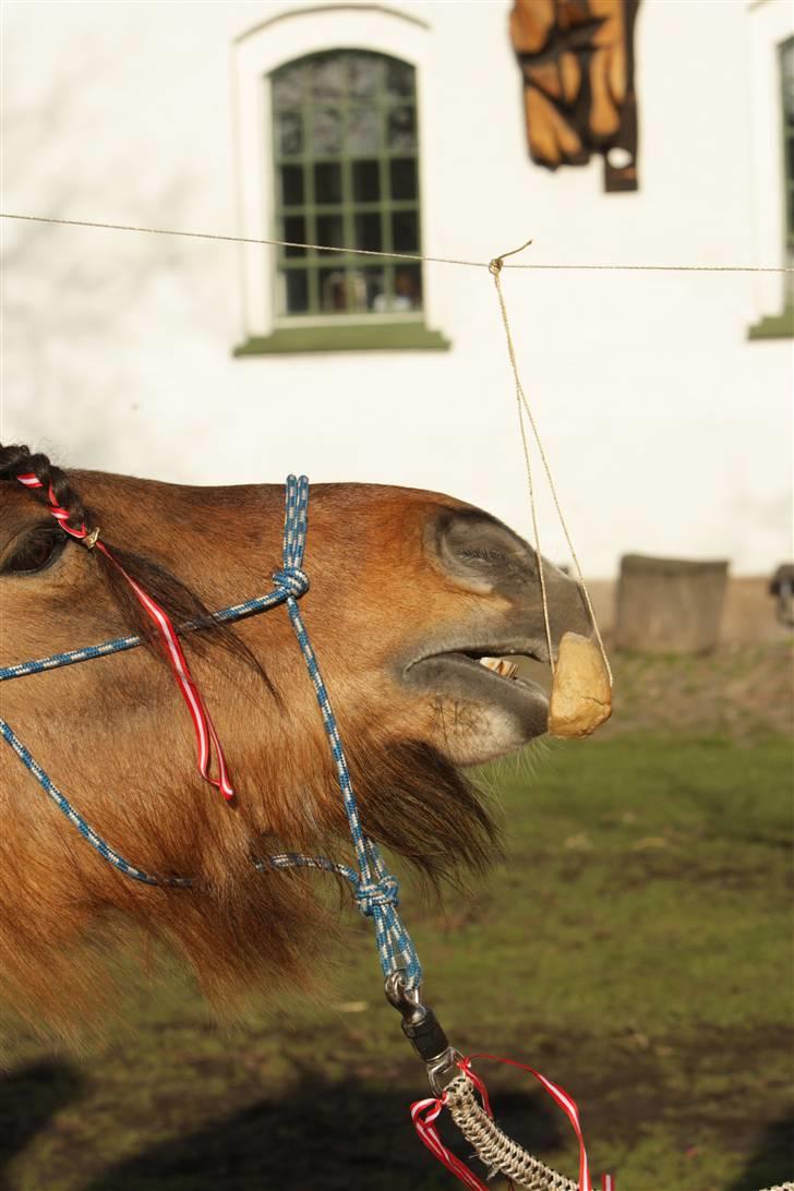 Anden særlig race  Palitte  SOLGT billede 2