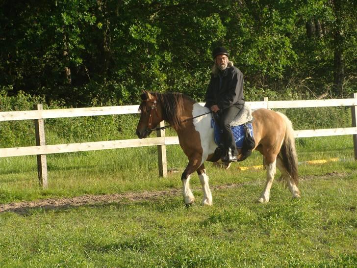 Anden særlig race  Palitte  SOLGT billede 3