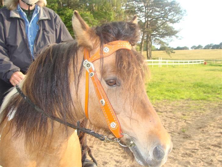 Anden særlig race  Palitte  SOLGT billede 4