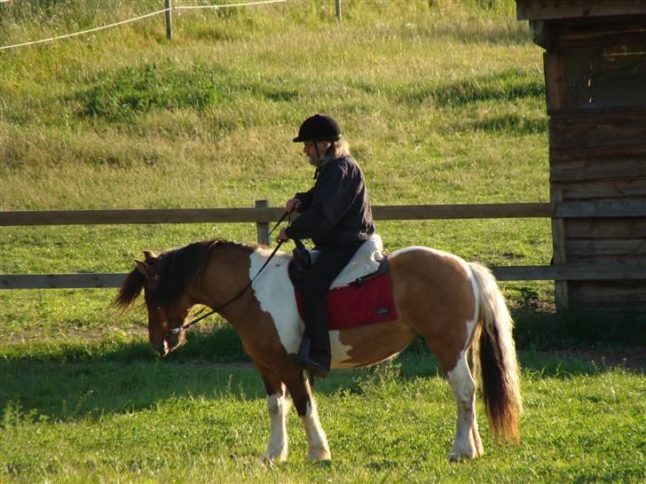 Anden særlig race  Palitte  SOLGT billede 6