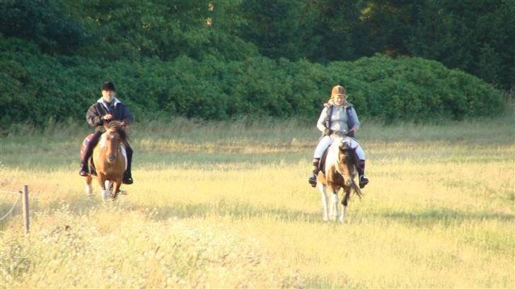 Anden særlig race  Palitte  SOLGT billede 7