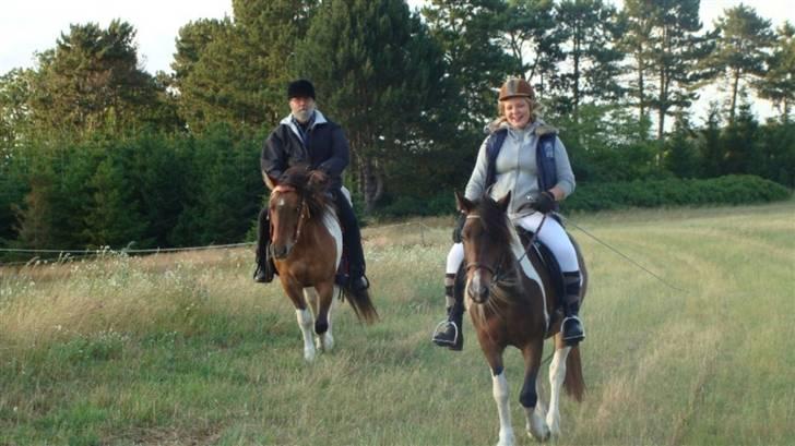 Anden særlig race  Palitte  SOLGT billede 8