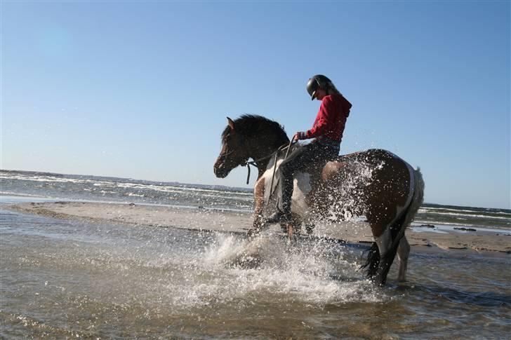 Anden særlig race  Palitte  SOLGT billede 10