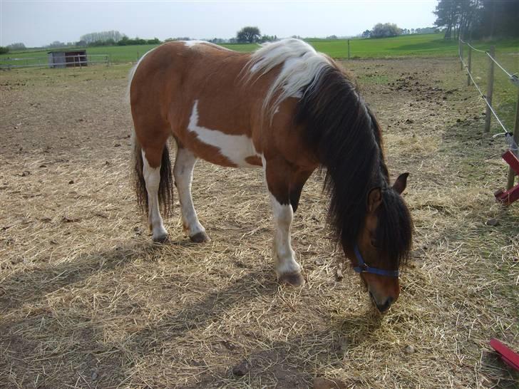 Anden særlig race  Palitte  SOLGT billede 11