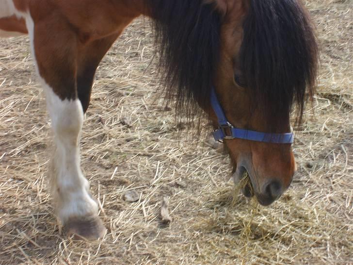 Anden særlig race  Palitte  SOLGT billede 12