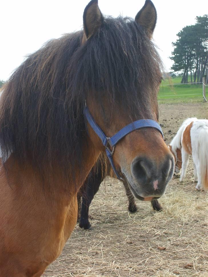Anden særlig race  Palitte  SOLGT billede 14