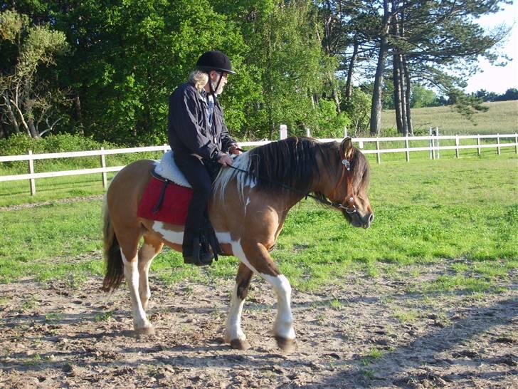 Anden særlig race  Palitte  SOLGT billede 15