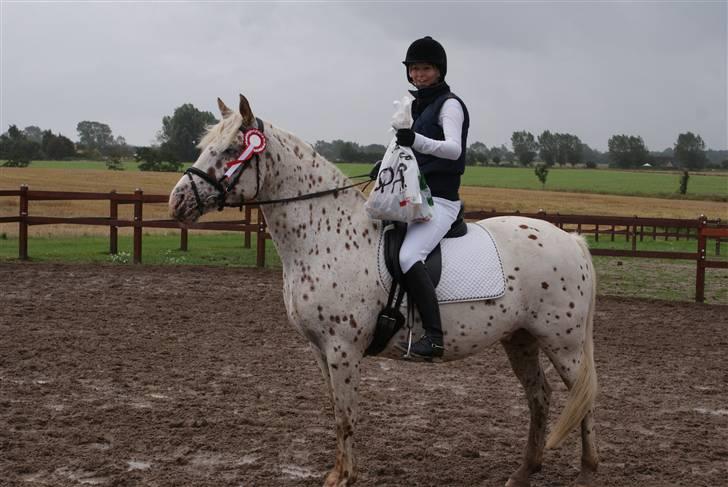 Knabstrupper Joachim billede 7