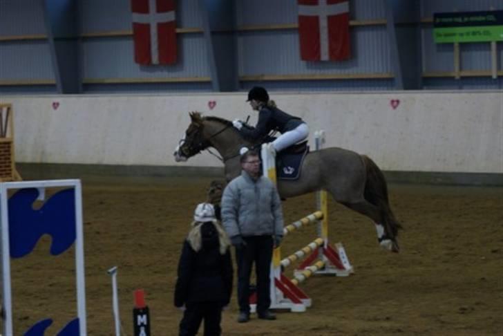 Welsh Cob (sec D) | Brynithon Brenhinol Magic billede 10