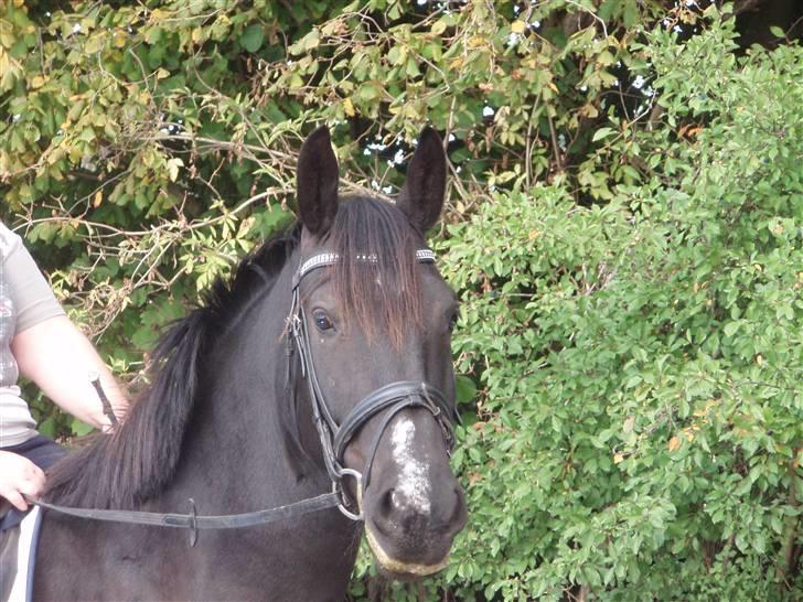 Oldenborg Bakkegårdens Beloki R.I.P billede 2