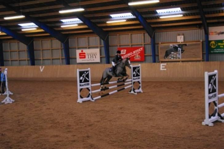 Welsh Cob (sec D) | Brynithon Brenhinol Magic - mig og magic i LB i Sydthy.. billede 12