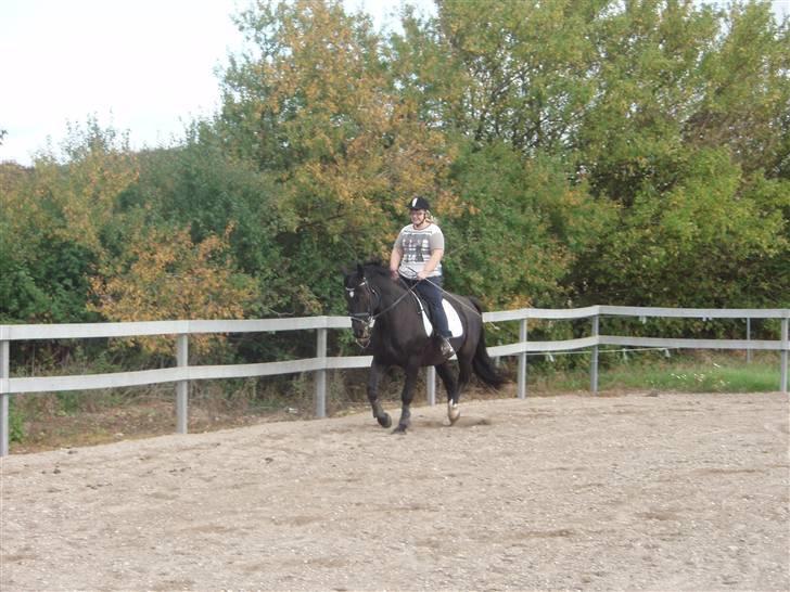 Oldenborg Bakkegårdens Beloki R.I.P billede 4