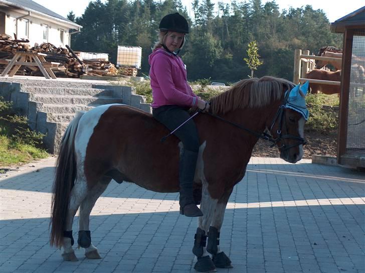 Pinto sweety MINBEDSTEVEN - 19.  verdens bedste hest<3 ELSKER DIG<3 billede 19